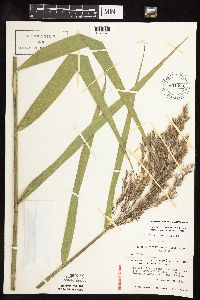 Phragmites australis image