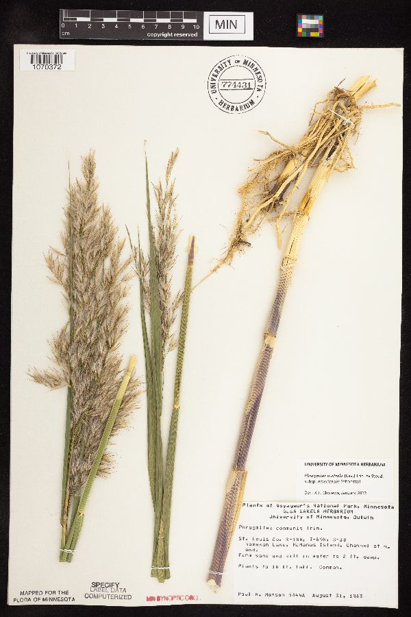 Phragmites australis subsp. americanus image