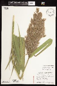 Phragmites australis image