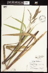 Phragmites australis image