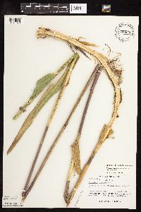 Phragmites australis image