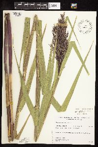 Phragmites australis image