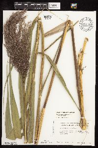 Phragmites australis image