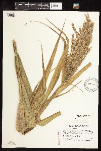 Phragmites australis image
