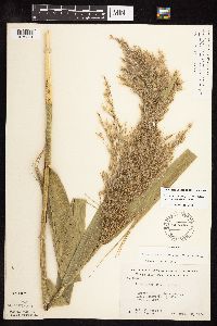 Phragmites australis image
