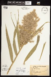 Phragmites australis image