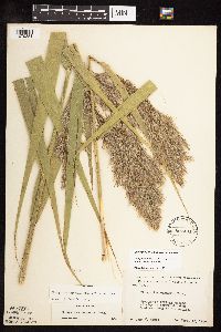 Phragmites australis image