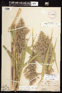 Phragmites australis image