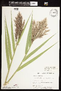 Phragmites australis image