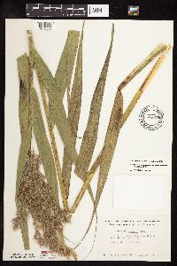Phragmites australis image