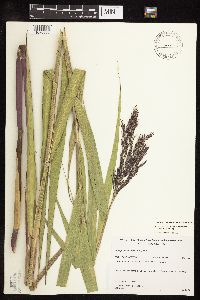 Phragmites australis image