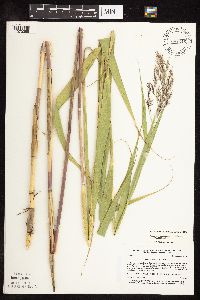 Phragmites australis image