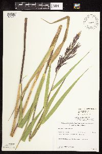 Phragmites australis image