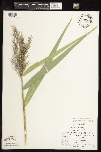 Phragmites australis image