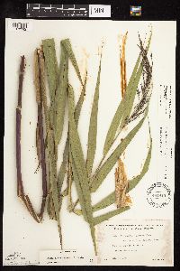 Phragmites australis image