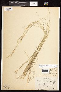 Piptatherum pungens image