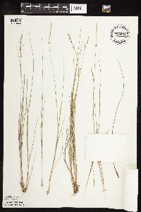 Piptatherum pungens image