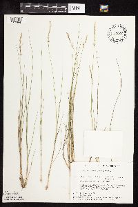 Piptatherum pungens image