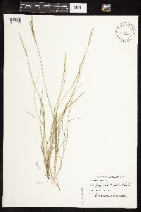 Piptatherum pungens image