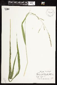 Patis racemosa image