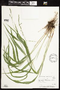 Patis racemosa image