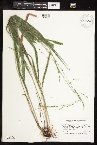 Patis racemosa image