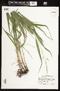 Patis racemosa image