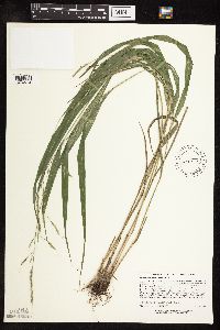 Patis racemosa image