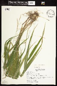 Patis racemosa image