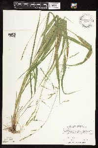 Patis racemosa image