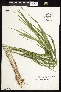 Patis racemosa image