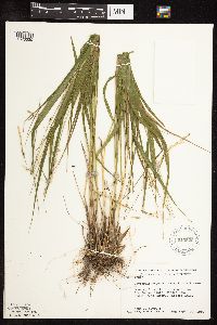 Patis racemosa image