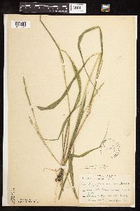 Patis racemosa image