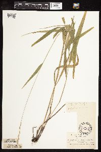 Patis racemosa image