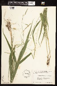 Patis racemosa image