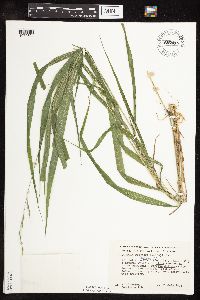 Patis racemosa image