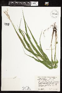 Patis racemosa image