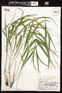 Patis racemosa image