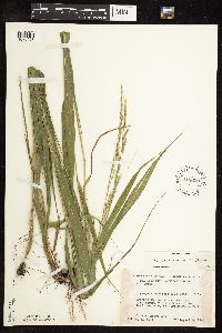 Patis racemosa image