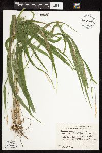 Patis racemosa image