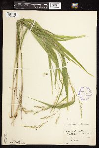 Patis racemosa image