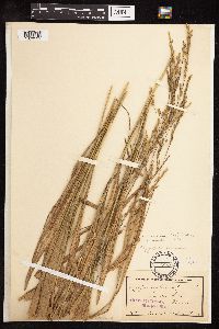 Patis racemosa image