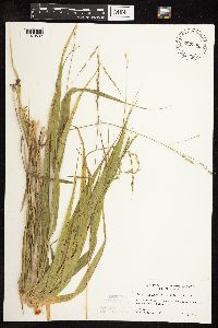 Patis racemosa image