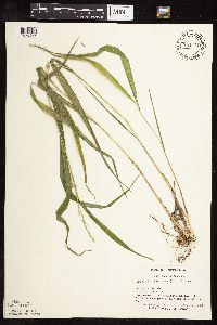 Patis racemosa image