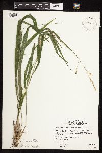 Patis racemosa image