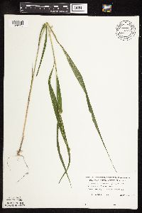 Patis racemosa image