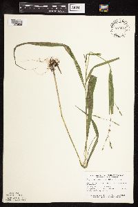 Patis racemosa image