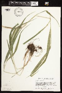 Patis racemosa image