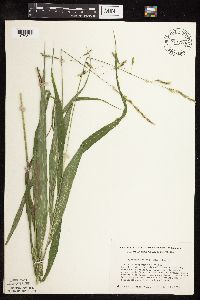 Patis racemosa image