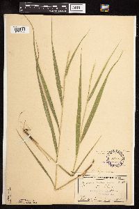 Patis racemosa image